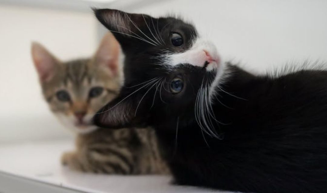 The Cats Asked About You! Do You Have Time To Help Them?