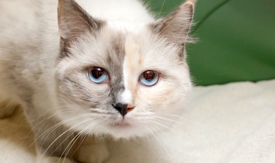 Cat with Half Cream Face and Half Gray Face