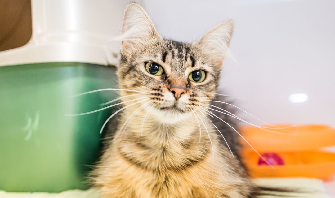 Tabby Kitten With Furry Ears