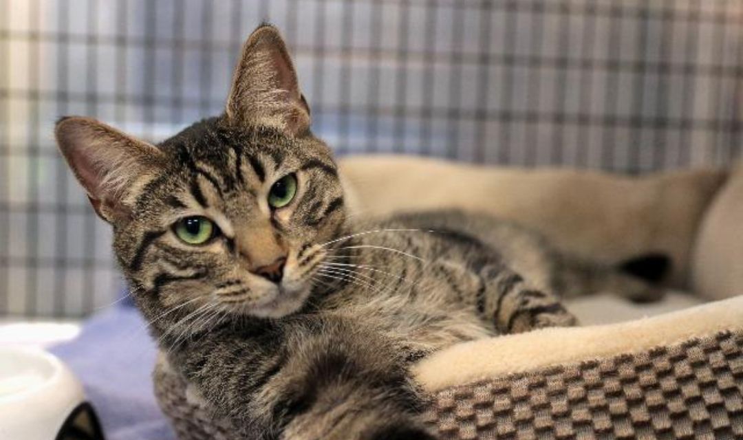 Cat Lounging In Cat Bed