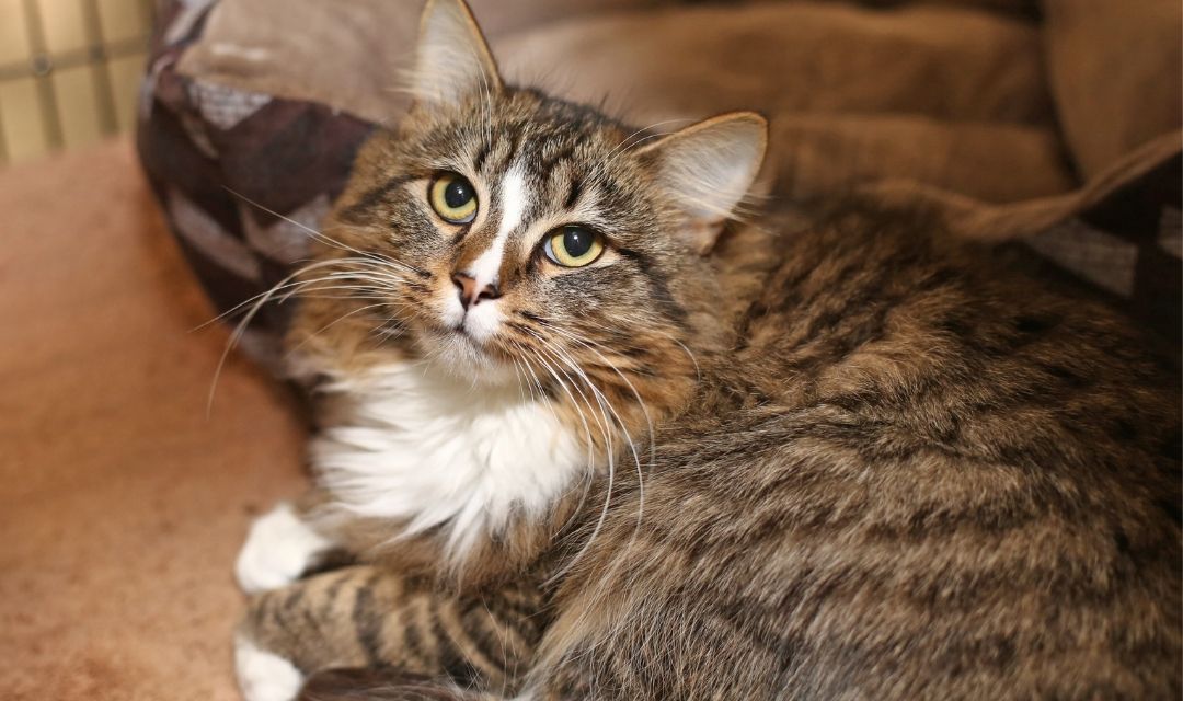 Fluffy Tabby Cat Looking At Camera