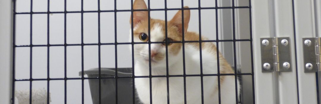 Photo of Orange and White Cat in Cage