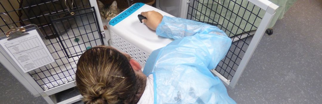 Staff Member Transferring Cat From Carrier to Cage