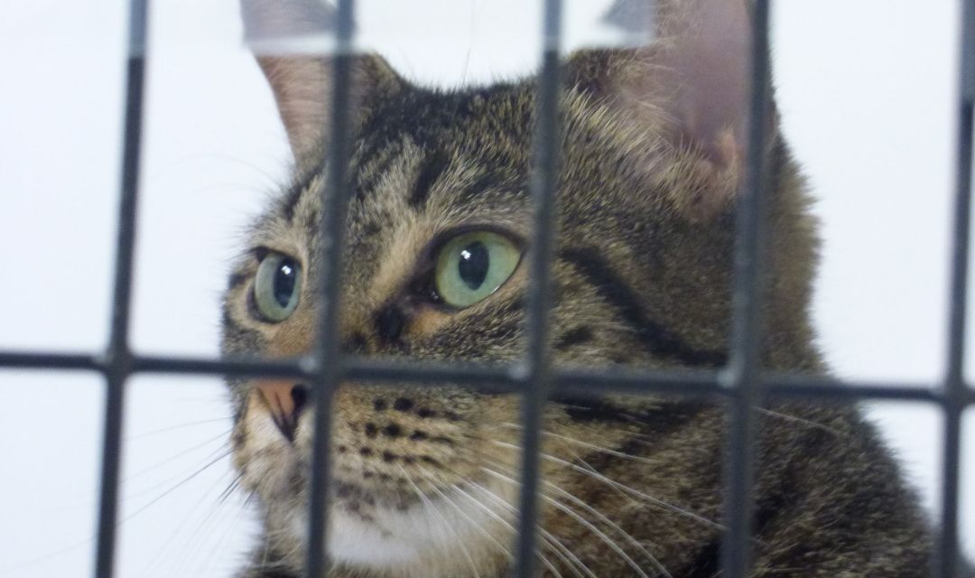 Tabby Cat In Cage