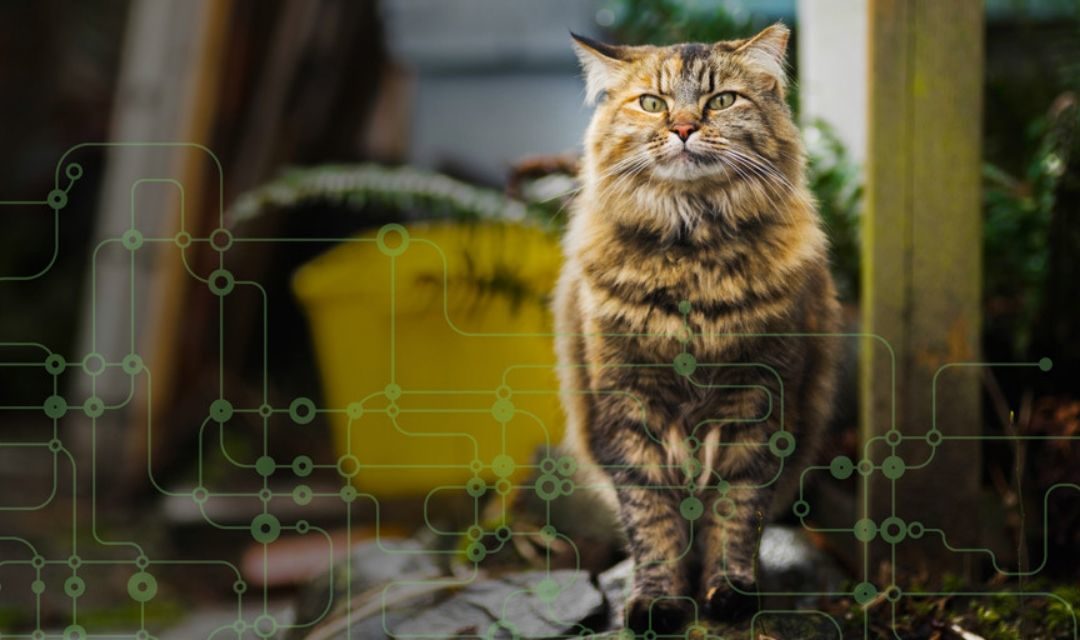 Cat With Overlay of Circutis