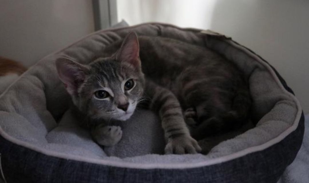 Help Us Help Other Cats – Adopt Today!