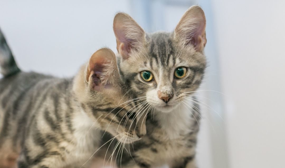 Two Young Grey Tabbies - One Nuzzling the Other