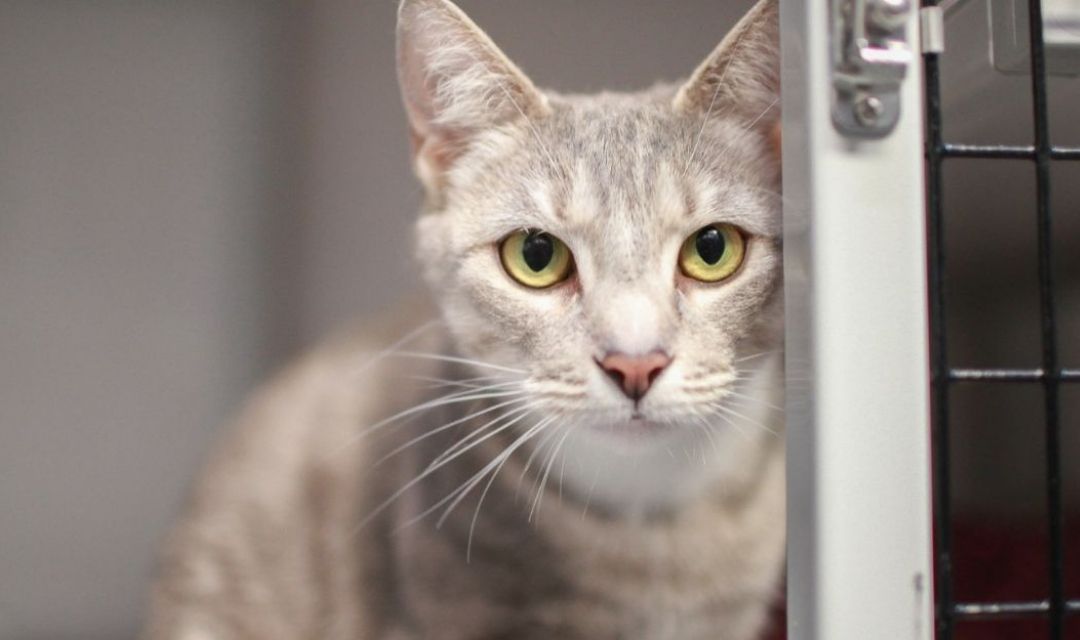 Image of Light Gray Tabby With Yellow Eyes