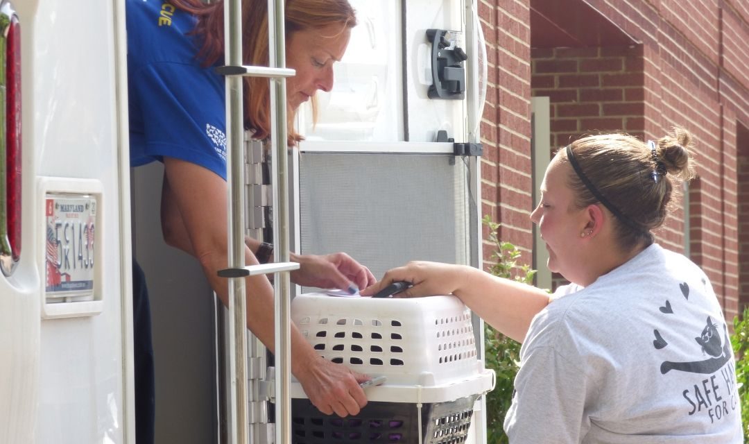 Humane Society Worker Handing Cat Off to SAFE Haven