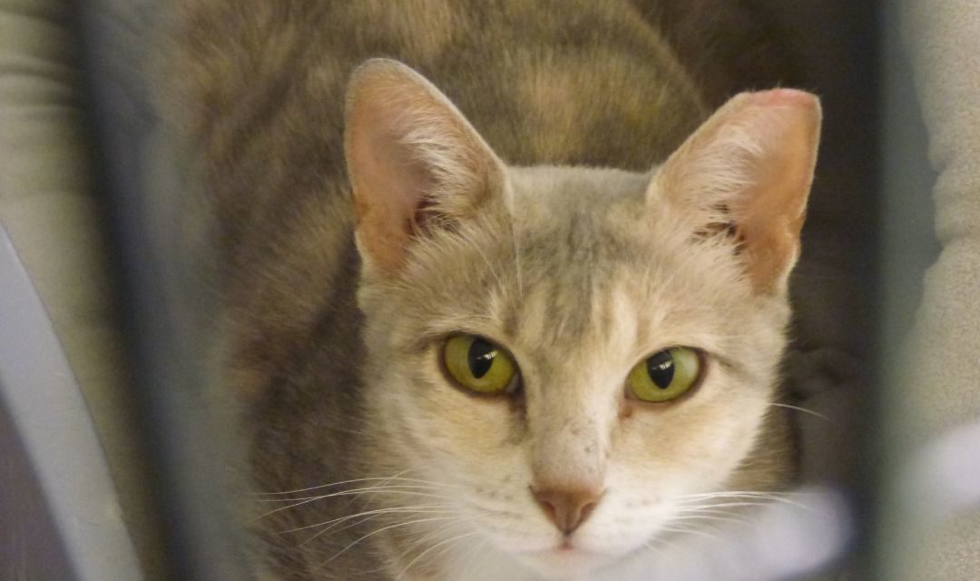 Close Up Picture of Serena, a Rescued Cat
