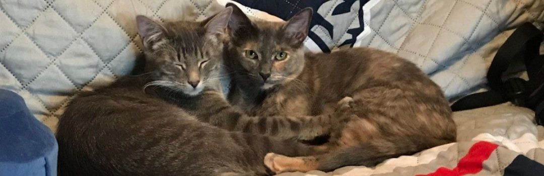 Two Cats Cuddling on a New England Patriots Blanket