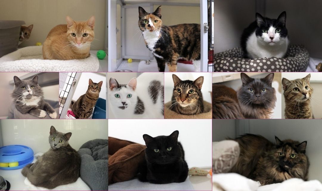 Collage of Cats