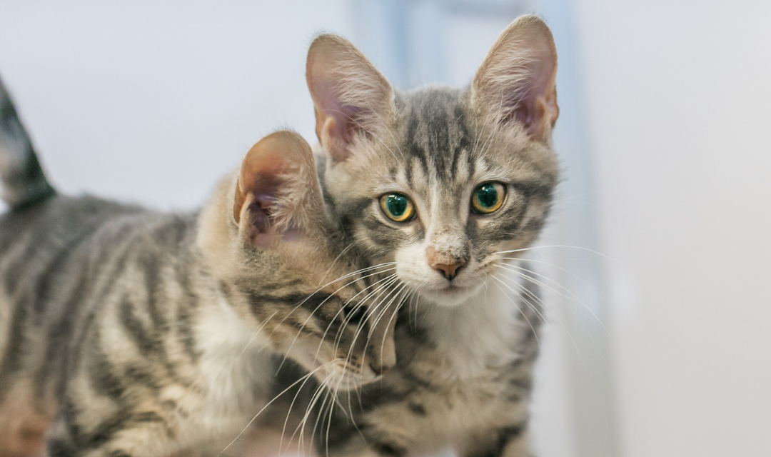 One Kitten Bumping Its Head Into The Neck Of Another Kitten