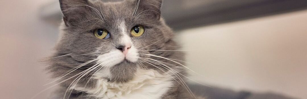 Distinguished Looking Grey and White Cat