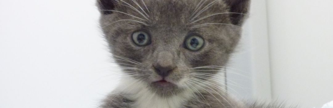 Close Up of Grey Kitten