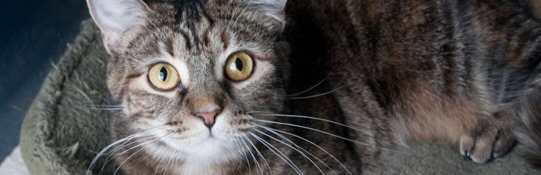 Tabby Cat Looking Up at Camera