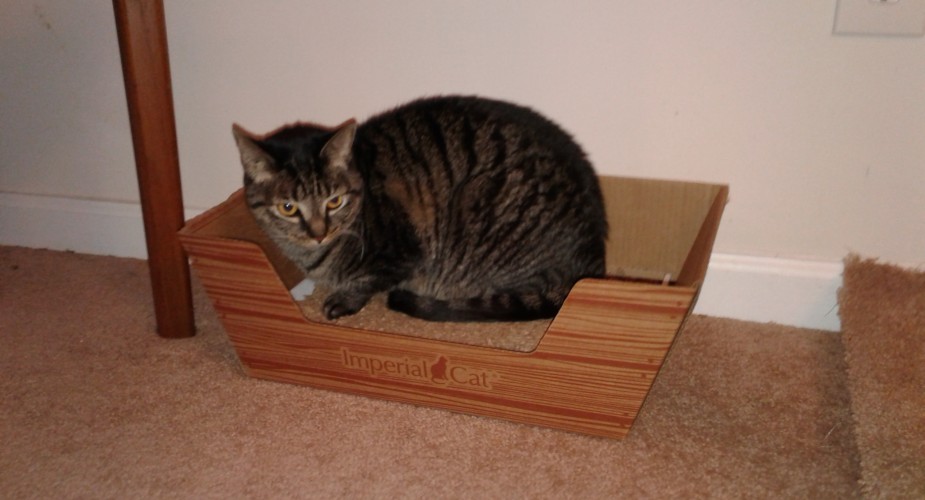 Mimi in her scratcher-bed