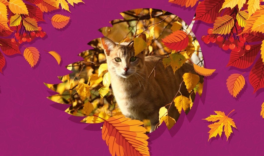 Orange Cat in Fall Leaves