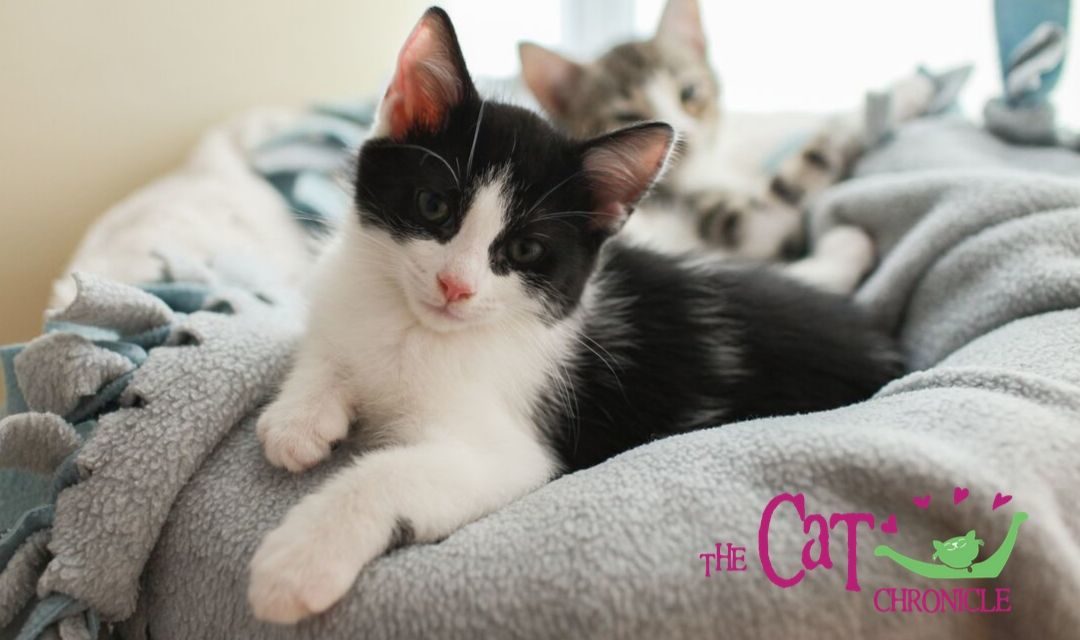 Black and White Kitten Tilting Its Head At The Camera