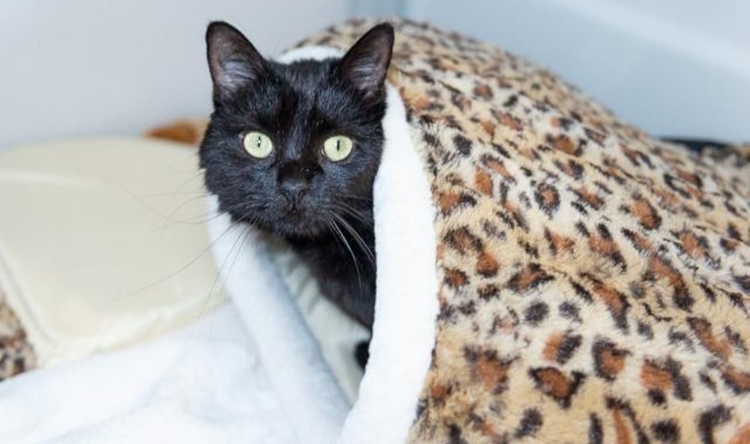 Black Cat in Leopard Print Bed