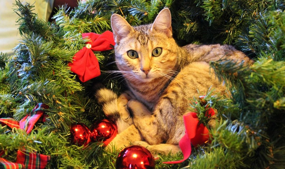 Tabby Cat In A Christmas Tree