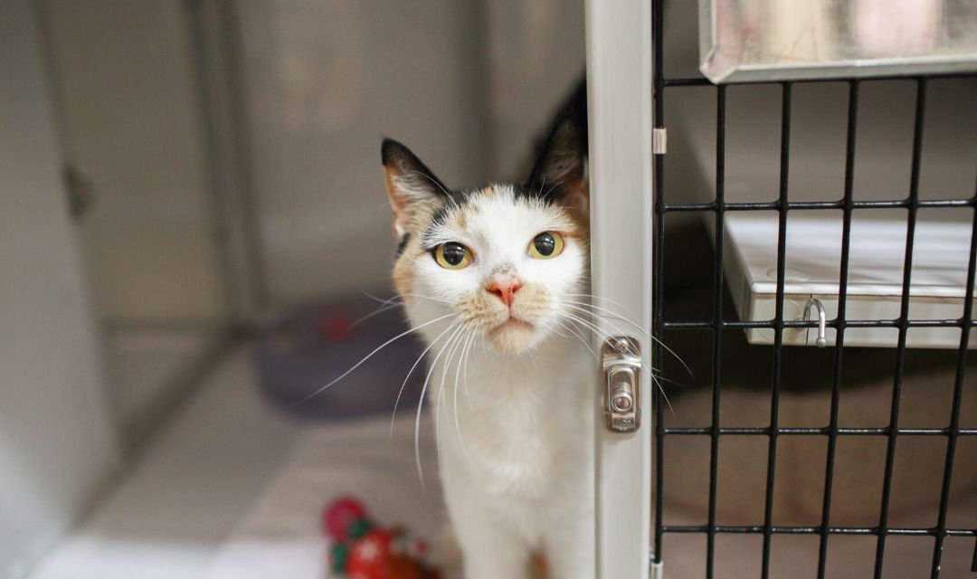 White Cat With Brown and Black Ears Looking at Camera from Cage