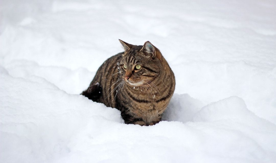 Clinic News: Winter Tips Save Kitty Lives! ❄️