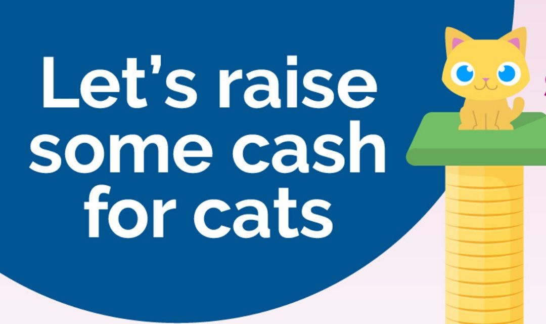 Be A Hero For Cats!