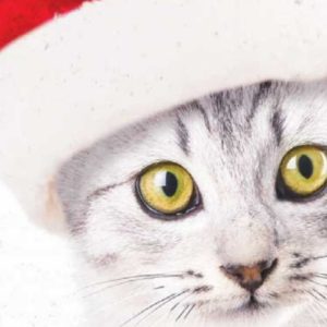 Kitten in Santa Hat