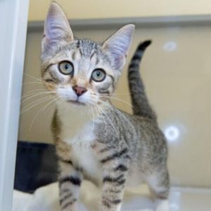 Grey Tabby Kitten