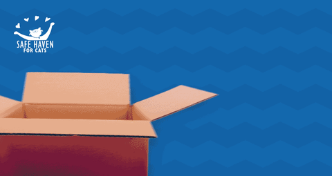 Gif of Cat Popping Out of Box