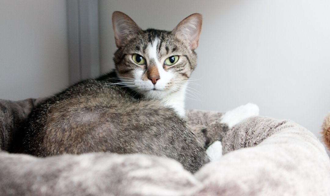 Grey Tabby Looking At Camera