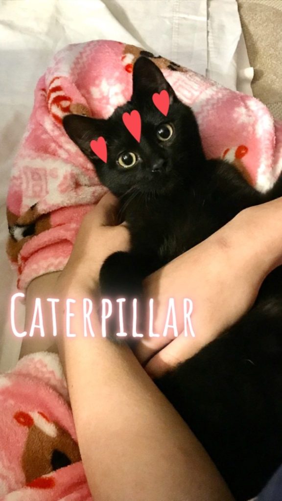 The Story of Caterpillar