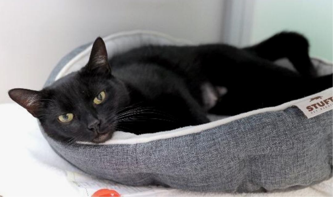Clinic News: Need Some Cat-ducation?