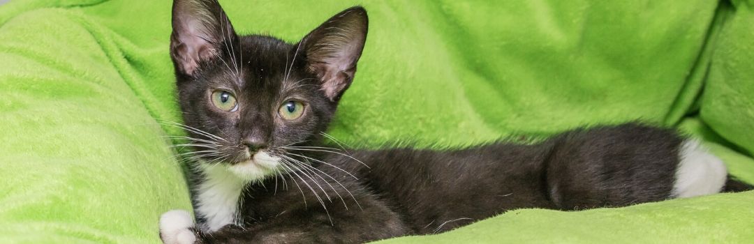 Black and White Kitten on Lime Green Bed