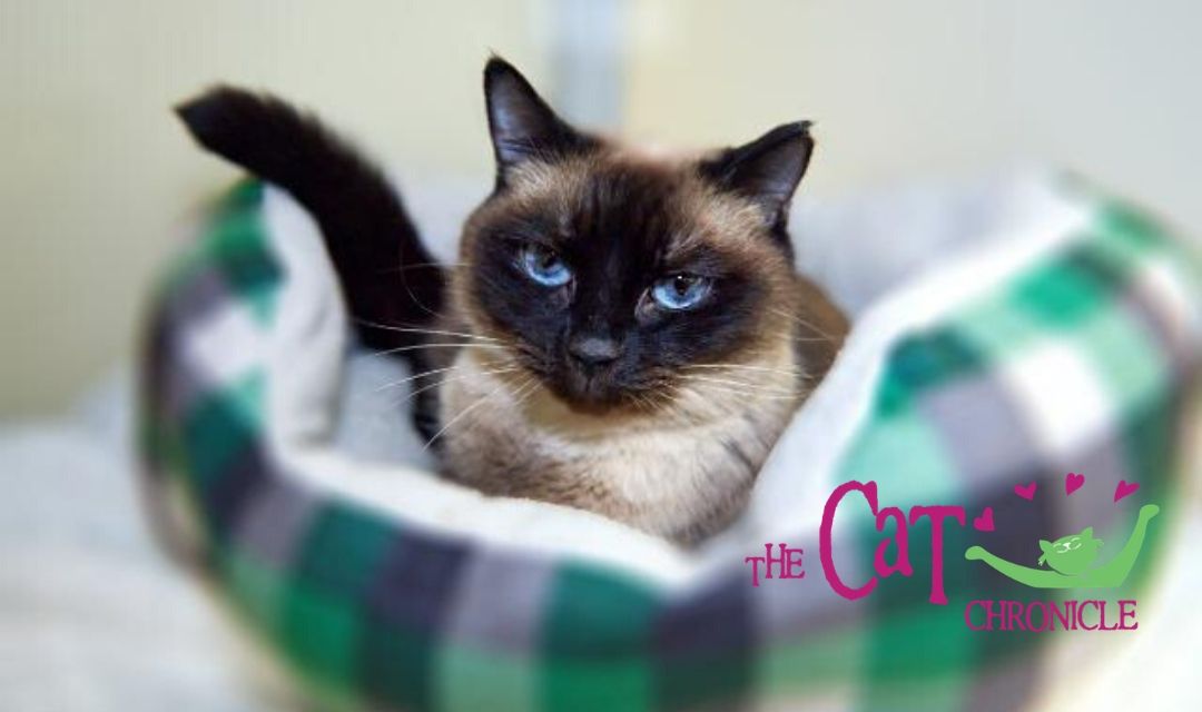 Siamese Cat In Green Bed Looking at Camera