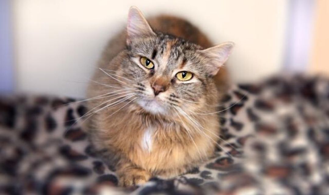 Furry Cat on Leopard Print Bed