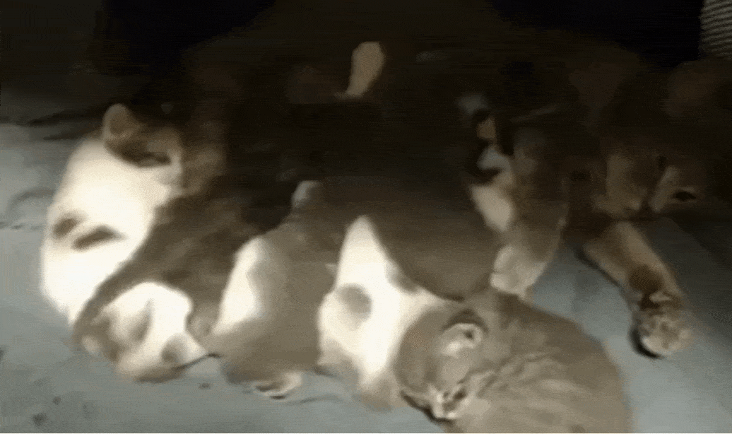 The Cats Need Your Help…