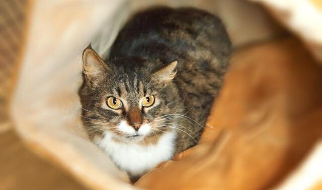 Cat with Yellow Eyes on an Orange Bed