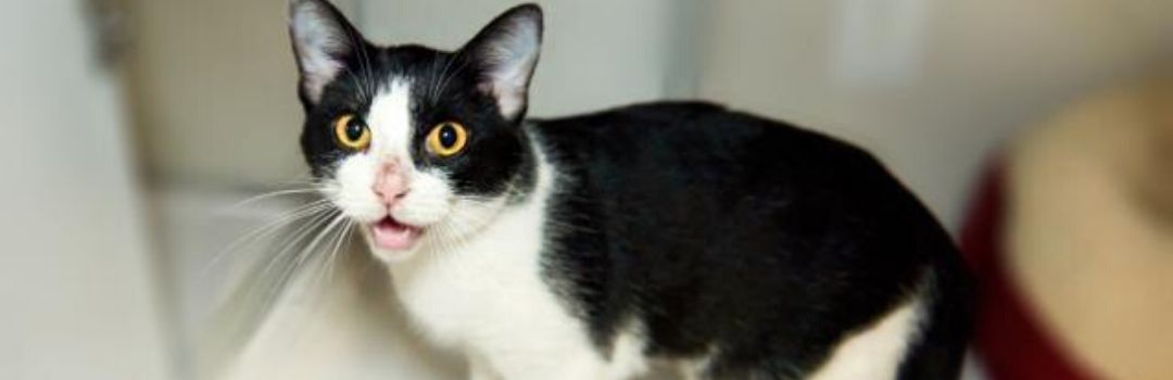 Black & White Cat With Yellow Eyes