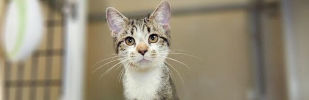 Grey Tabby Kitten