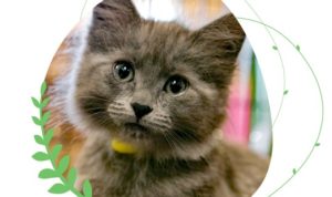 Safe Haven Capital Campaign