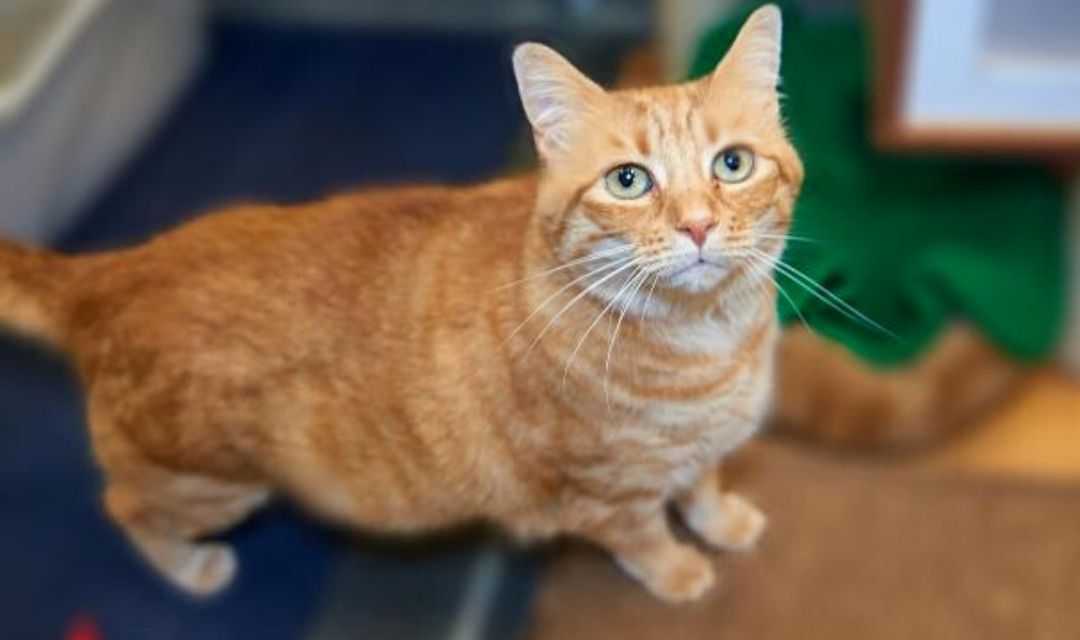 Clinic Enews Header - Orange Tabby Cat
