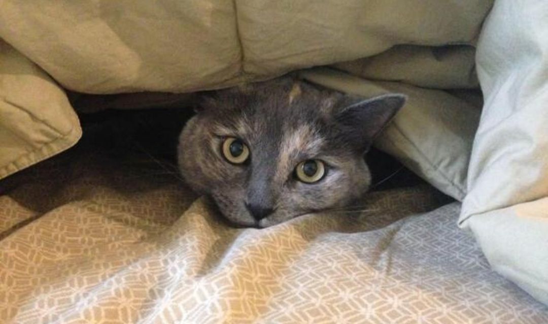 Grey Cat Poking Head Out From Under Blankets