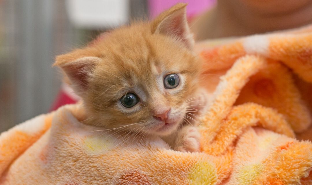 Orange Kitten in Orange Blanket