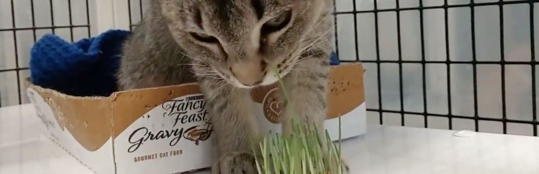 Tabby Sniffing Kitty Grass