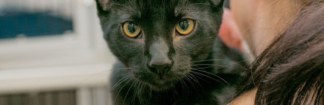 Black Cat with Yellow Eyes looking Over Human's Shoulder