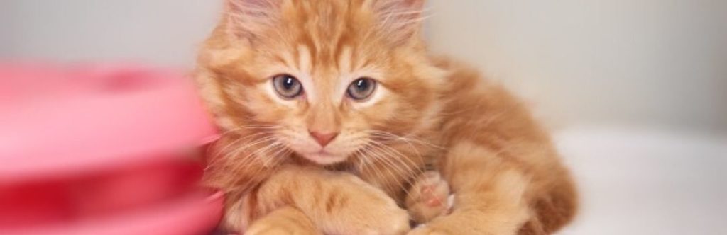 Orange Kitten Curled Up