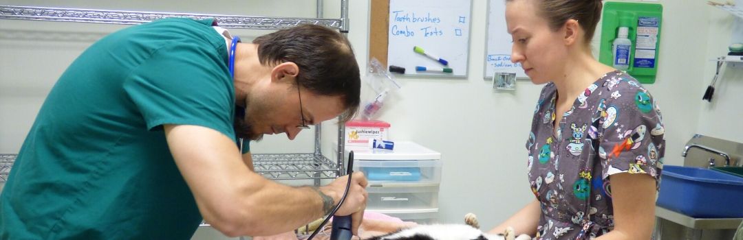 Two Clinic Employees Shaving a Cat