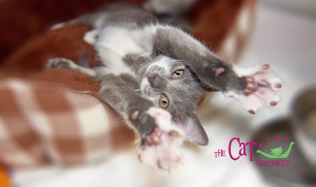 Grey and White Kitten on Its Back with Paws Stretched Out